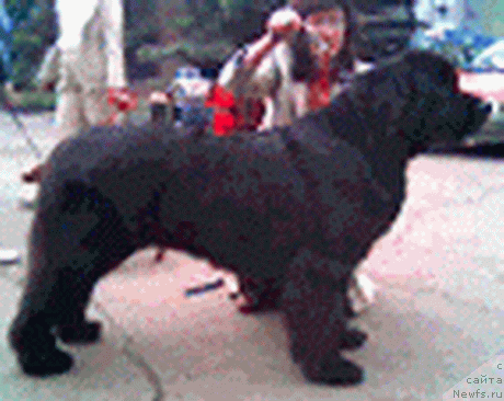 Фото: ньюфаундленд Virtuous Boatswain Gabriel