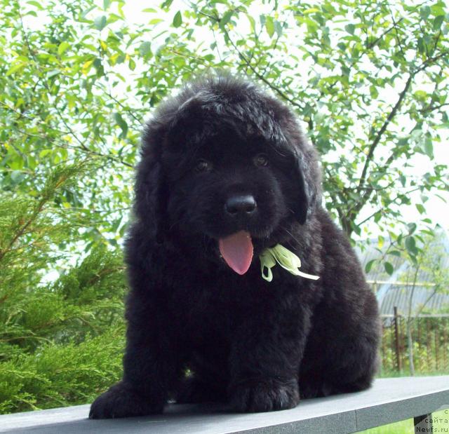 Фото: ньюфаундленд Cyiganskiy Kapriz (Цыганский Каприз)