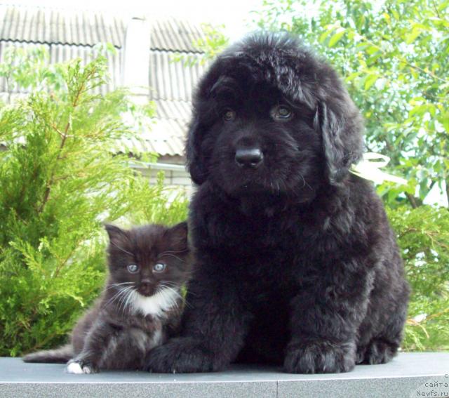 Фото: ньюфаундленд Cyiganskiy Kapriz (Цыганский Каприз)