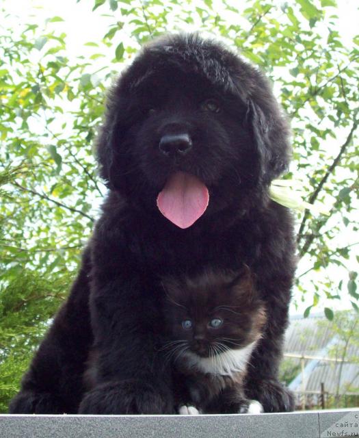 Фото: ньюфаундленд Cyiganskiy Kapriz (Цыганский Каприз)