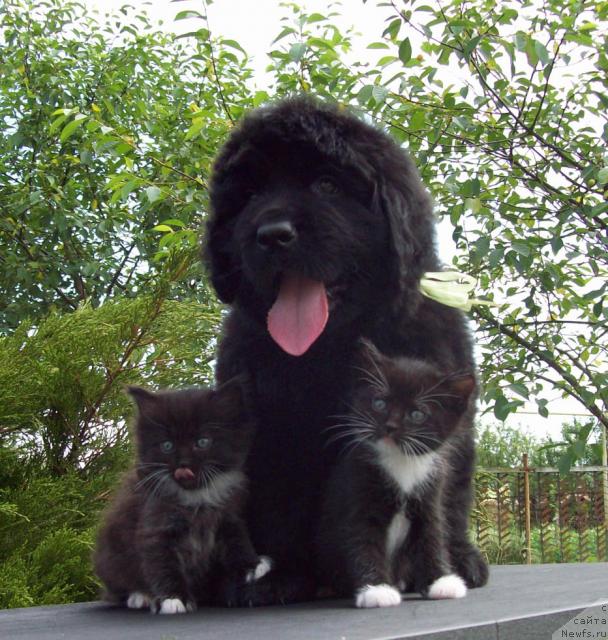 Фото: ньюфаундленд Cyiganskiy Kapriz (Цыганский Каприз)