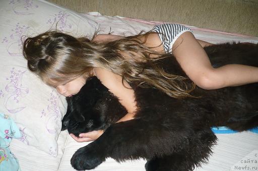 Фото: ньюфаундленд Otrada Moya ot Sibirskogo Medvedya (Отрада Моя от Сибирского Медведя)