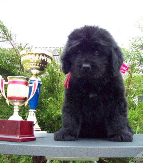 Фото: ньюфаундленд Carskaya Zabava (Царская Забава)
