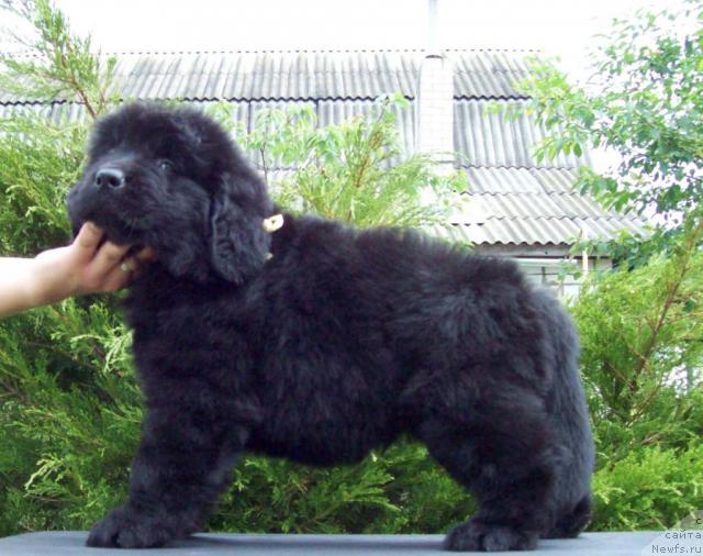 Фото: ньюфаундленд Celitel' Dushi (Целитель Души)