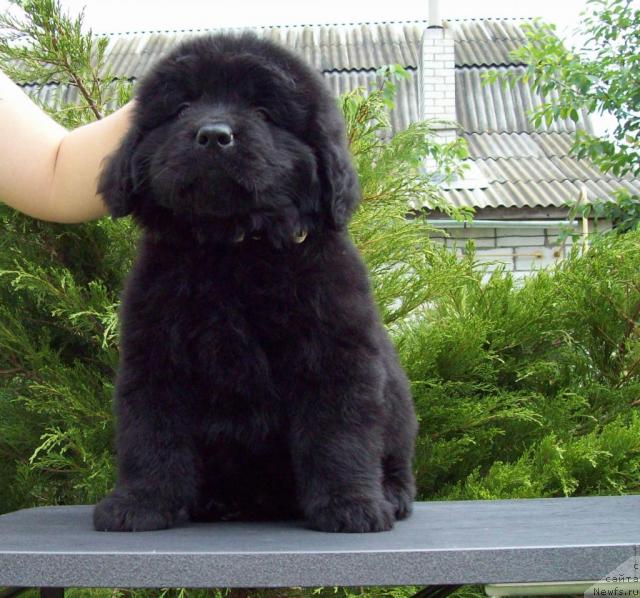 Фото: ньюфаундленд Celitel' Dushi (Целитель Души)