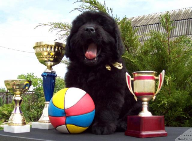 Фото: ньюфаундленд Celitel' Dushi (Целитель Души)