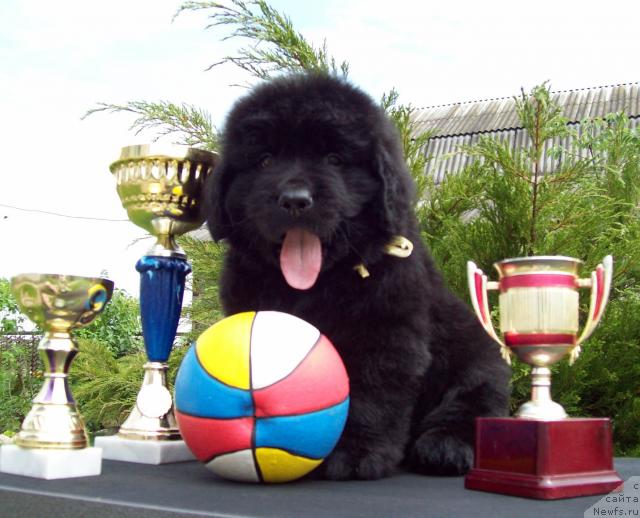 Фото: ньюфаундленд Celitel' Dushi (Целитель Души)