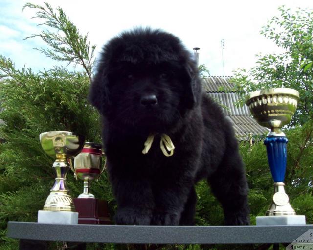 Фото: ньюфаундленд Celitel' Dushi (Целитель Души)