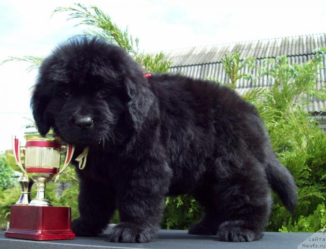 Фото: ньюфаундленд Celitel' Dushi (Целитель Души)