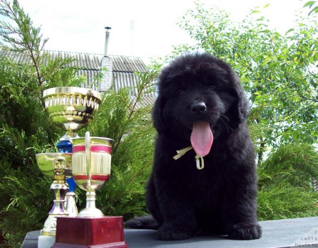 Фото: ньюфаундленд Celitel' Dushi (Целитель Души)