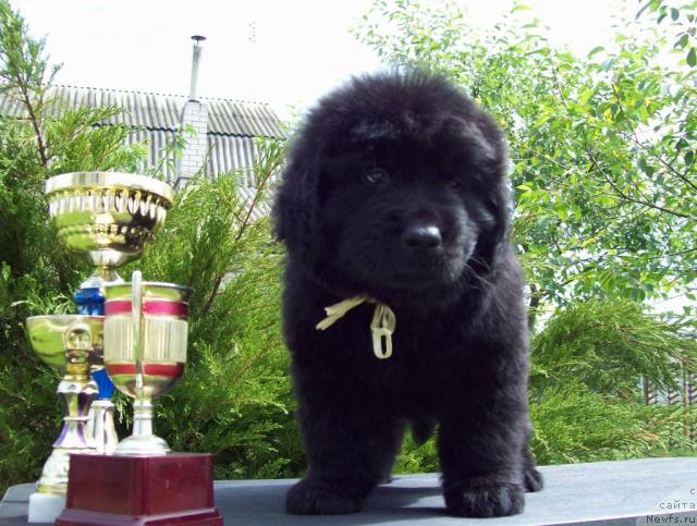 Фото: ньюфаундленд Celitel' Dushi (Целитель Души)