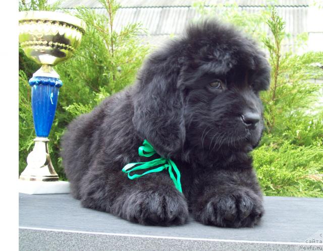 Фото: ньюфаундленд Carica Nochi (Царица Ночи)