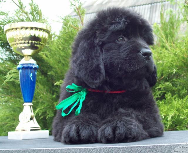 Фото: ньюфаундленд Carica Nochi (Царица Ночи)