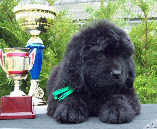 Фото: ньюфаундленд Carica Nochi (Царица Ночи)
