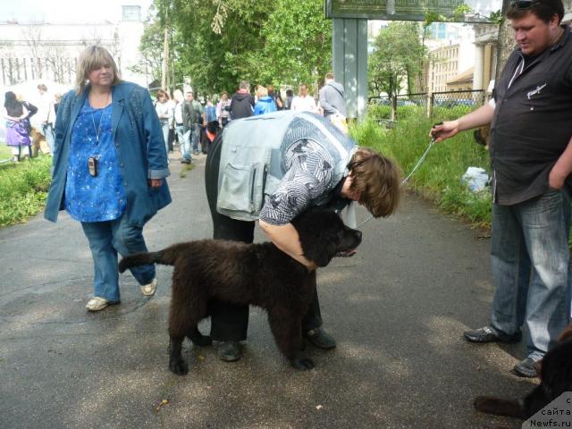 Фото: ньюфаундленд Fann'yuf Udachnyiy SHalopay (Фанньюф Удачный Шалопай), Natal'ya Malinina (Наталья Малинина), Ekaterina Andryuschenko (Екатерина Андрющенко), папа Сеоёжа
