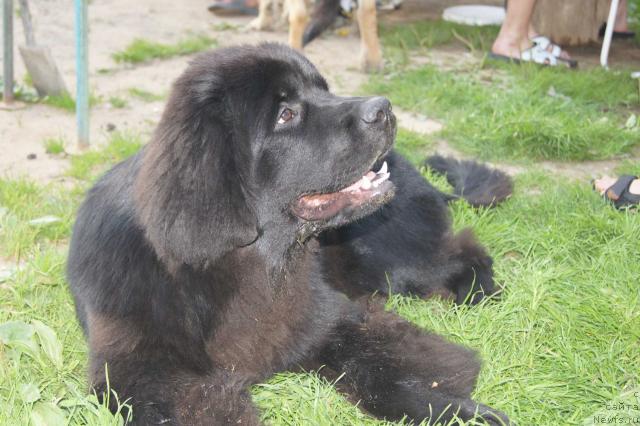 Фотография № 44893