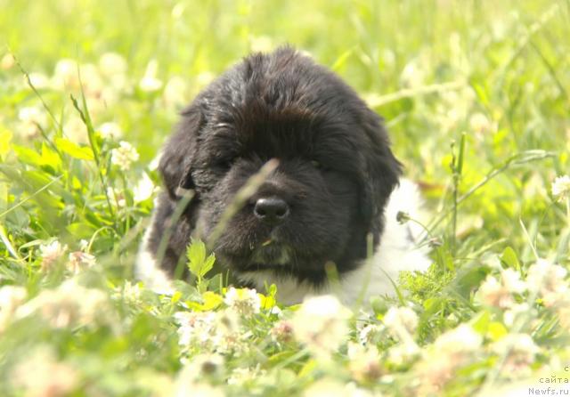 Фото: ньюфаундленд Akvian Song Zes Trib'yut tu Feshen (Аквиан Сонг Зес Трибьют ту Фешен)
