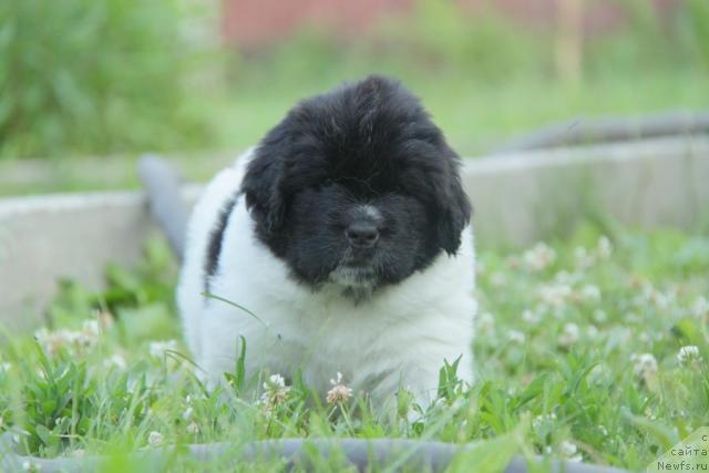 Фото: ньюфаундленд Akvian Song Zippi Panda (Аквиан Сонг Зиппи Панда)