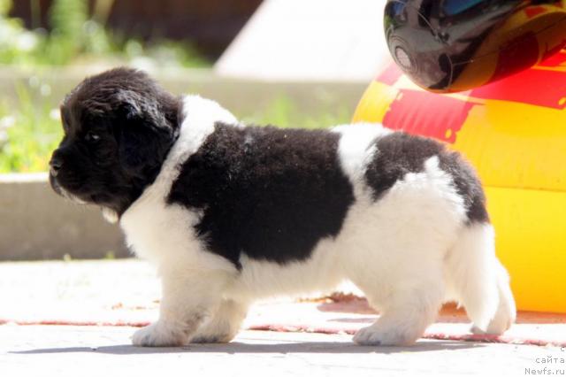 Фото: ньюфаундленд Akvian Song Zes Trib'yut tu Feshen (Аквиан Сонг Зес Трибьют ту Фешен)