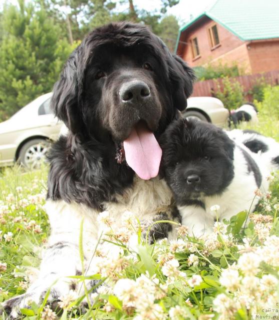 Фото: ньюфаундленд Plyushevaya Panda La Bella (Плюшевая Панда Ла Белла), ньюфаундленд Akvian Song Zes Trib'yut tu Feshen (Аквиан Сонг Зес Трибьют ту Фешен)