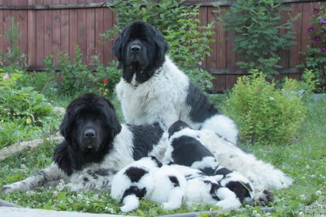 Фото: ньюфаундленд Plyushevaya Panda La Bella (Плюшевая Панда Ла Белла), ньюфаундленд Super Bizon Argo (Супер Бизон Арго), с детьми.