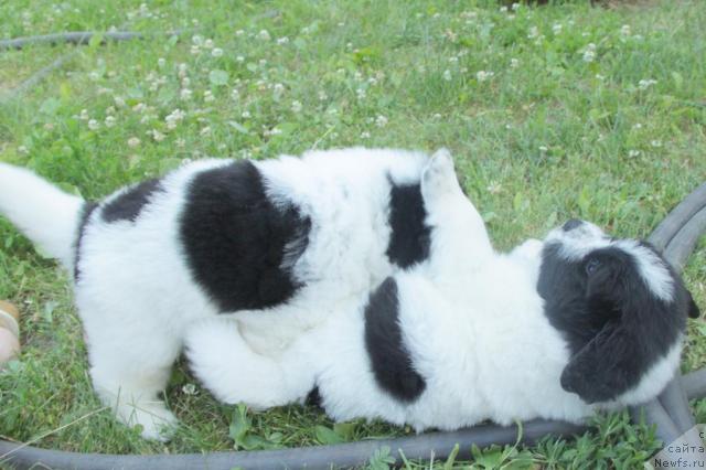 Фото: ньюфаундленд Akvian Song Zefir (Аквиан Сонг Зефир), ньюфаундленд Akvian Song Zippi Panda (Аквиан Сонг Зиппи Панда)