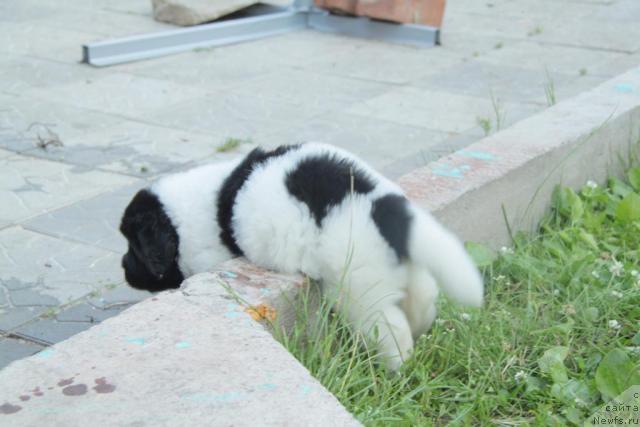 Фото: ньюфаундленд Akvian Song Zippi Panda (Аквиан Сонг Зиппи Панда)