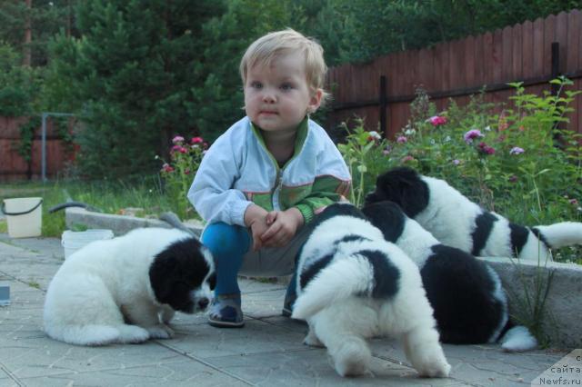Фото: Дима  и щенки.