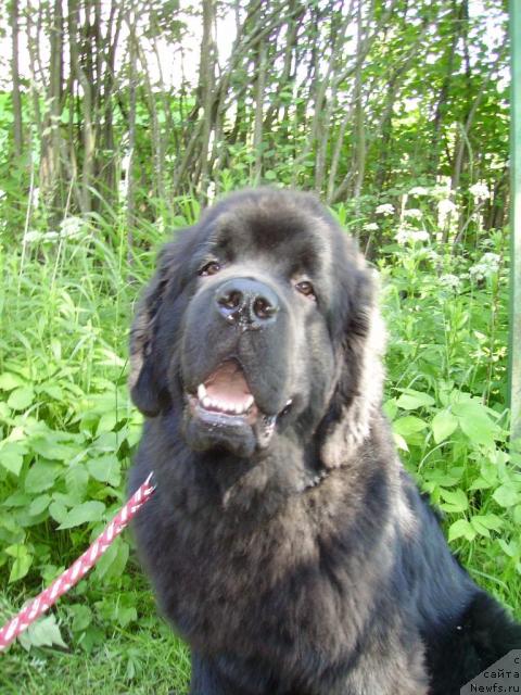 Фото: ньюфаундленд Aquatoriya Kelvin Kilimandzharo (Акватория Келвин Килиманджаро)