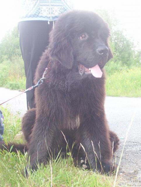 Фотография № 44954