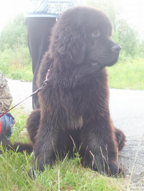 Фото: ньюфаундленд Uyutnaya Dolina Arnfrid Feodor (Уютная Долина Арнфрид Феодор)