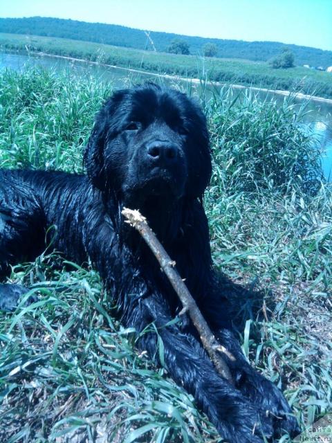 Фото: [p1771]джем