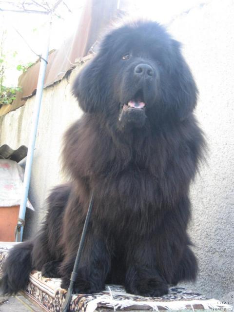 Фото: ньюфаундленд Mariya Mirabella s Berega Dona (Мария Мирабелла с Берега Дона)