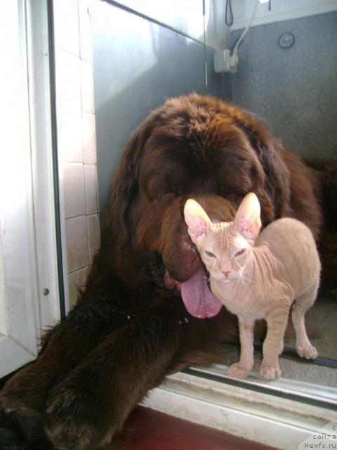 Фото: Бест и Золотце