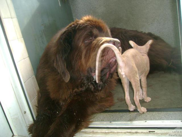 Фото: Бест и Золотце 