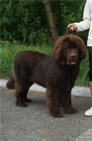 Фото: ньюфаундленд CHernyiy SHarm Amber Best Dog FO Marleon (Черный Шарм Амбер Бест Дог ФО Марлеон)