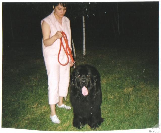 Фото: ньюфаундленд Viola (Виола), YAna Nifontova (Яна Нифонтова)