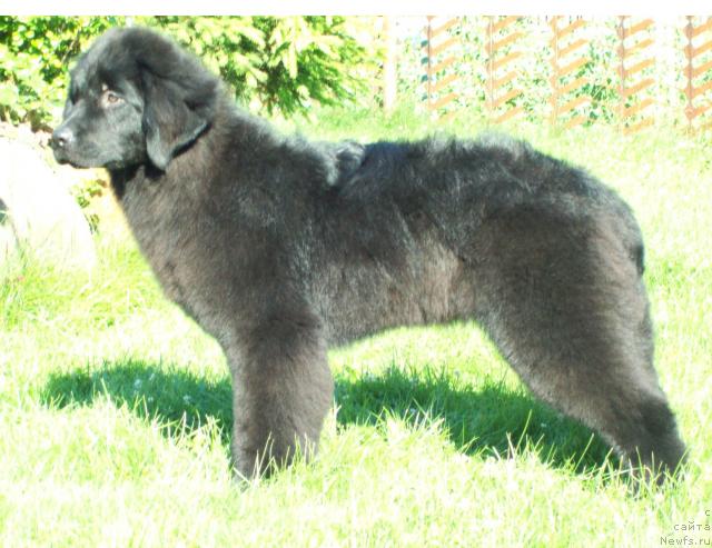 Фото: ньюфаундленд Samaya Lyubimaya (Самая Любимая)