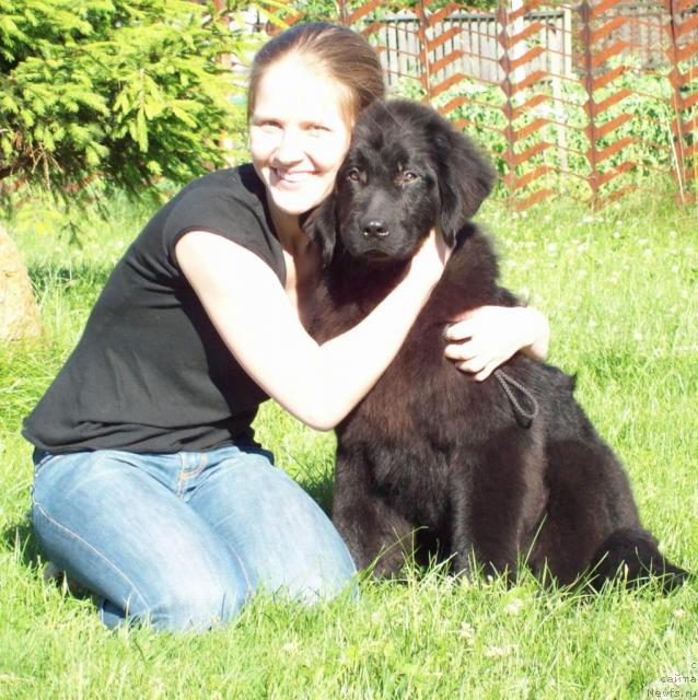 Фото: ньюфаундленд Samaya Lyubimaya (Самая Любимая), Надежда