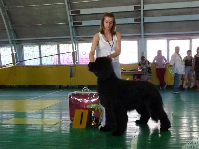 Фото: ньюфаундленд Ayvengo Ryicar' Sibiri (Айвенго Рыцарь Сибири), Anastasiya Voronko (Анастасия Воронко)