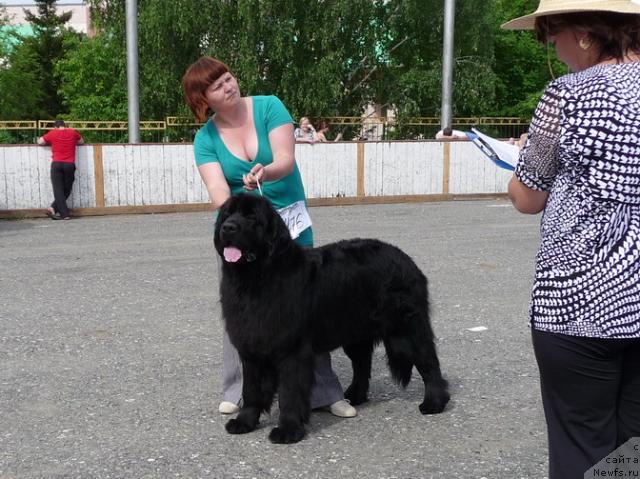 Фото: ньюфаундленд Akvatoriya Kelvin Integra (Акватория Келвин Интегра), Tat'yana Abutova (Татьяна Абутова)