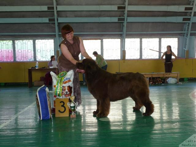 Фото: ньюфаундленд Amazing Grace vom Riesrand, Tat'yana Abutova (Татьяна Абутова)