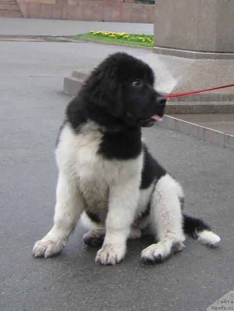 Фотография № 44981