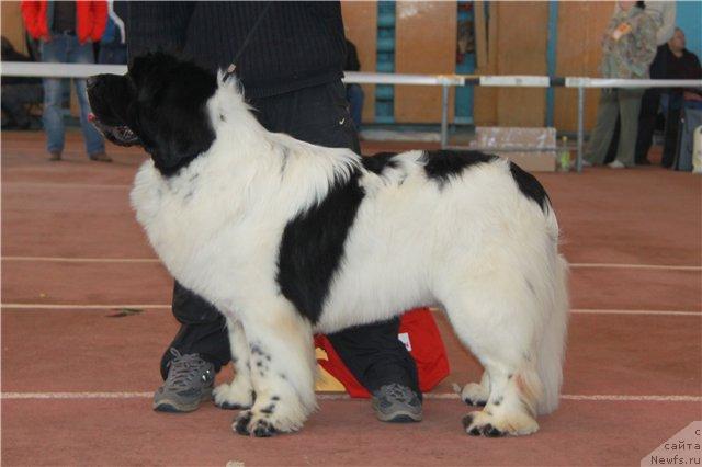 Фото: ньюфаундленд Super Bizon Baton (Супер Бизон Батон)