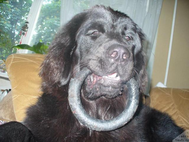 Фото: ньюфаундленд Sent Djons Mon Plezir (Сент Джонс Мон Плезир)