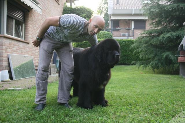 Фото: ньюфаундленд Black Clouds Criminal Minds at Stealbears