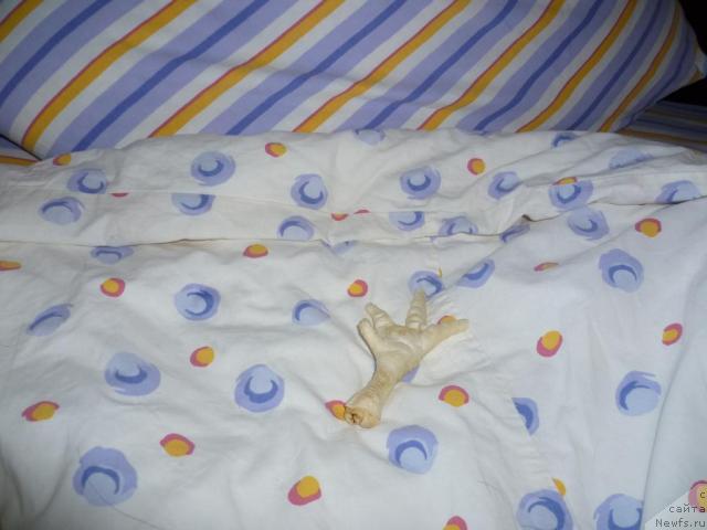 Фото: Elena SHigal' (Елена Шигаль)