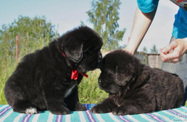 Фото: ньюфаундленд YUvelirika Magiya Roskoshi (Ювелирика Магия Роскоши), ньюфаундленд YU-Piter from Piter (Ю-Питер фром Питер)