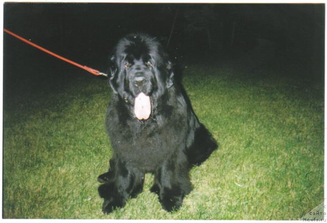 Фото: ньюфаундленд Viola (Виола)