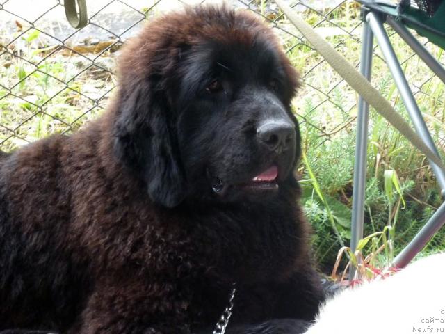 Фото: ньюфаундленд Anabel' Golden Hyot Byel' Kane (Анабель Голден Хёт Бэль Кане)